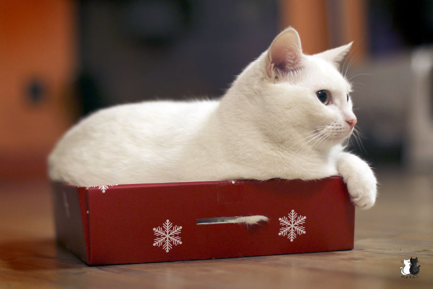 My Snow-White Cat Is My Favorite Model