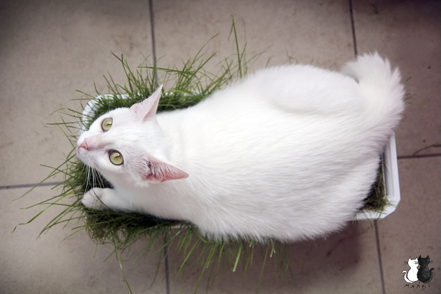 My Snow-White Cat Is My Favorite Model