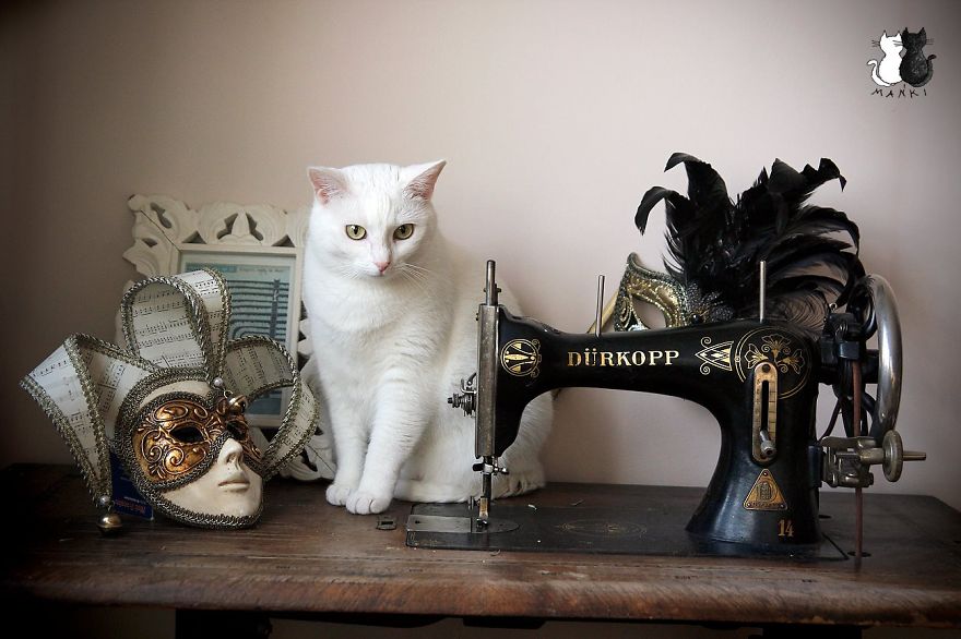 My Snow-White Cat Is My Favorite Model