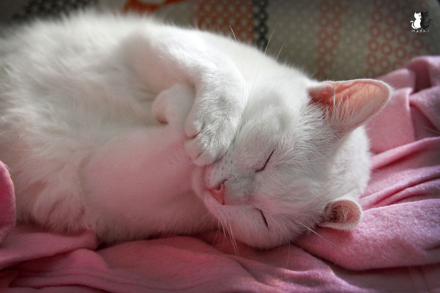 My Snow-White Cat Is My Favorite Model