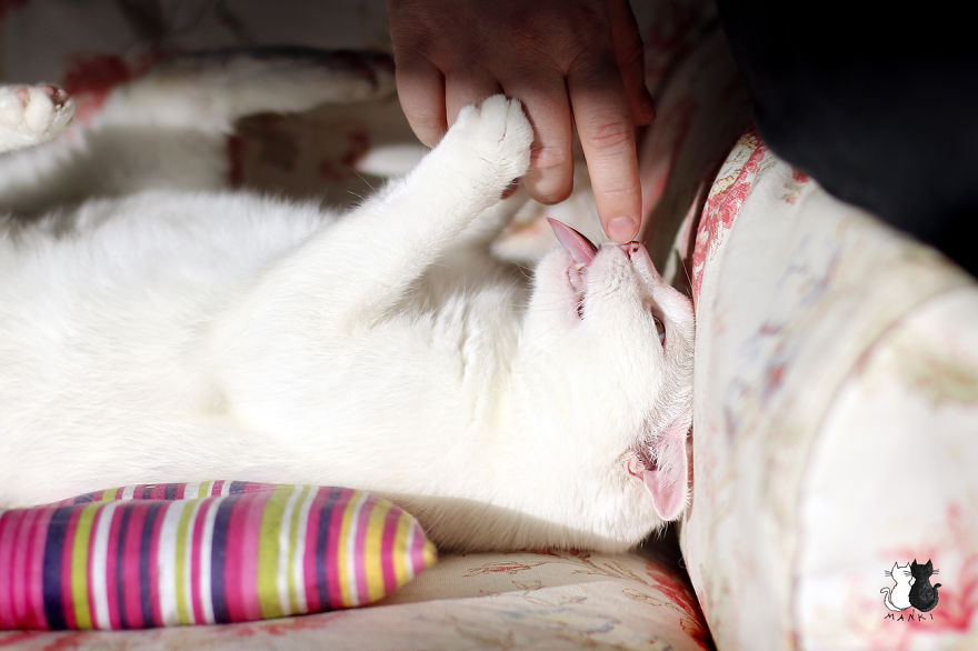 My Snow-White Cat Is My Favorite Model
