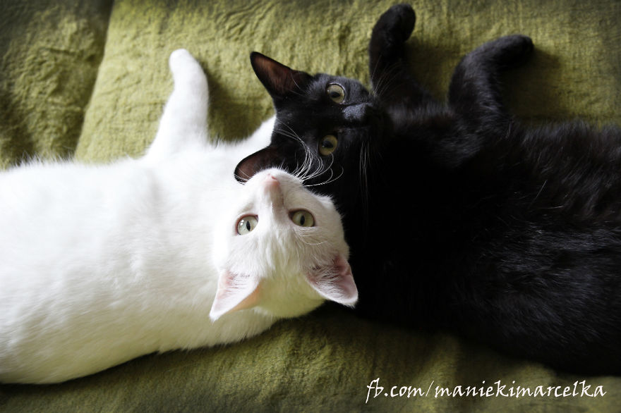 My Snow-White Cat Is My Favorite Model My Snow-White Cat Is My Favorite Model