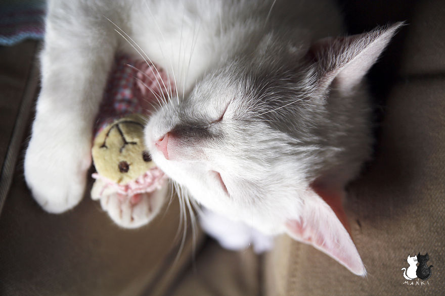 My Snow-White Cat Is My Favorite Model