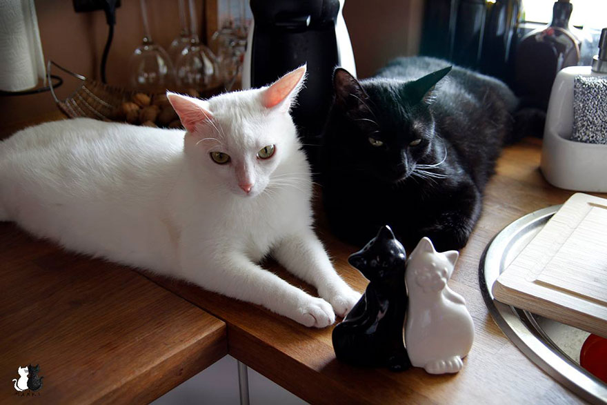 My Snow-White Cat Is My Favorite Model