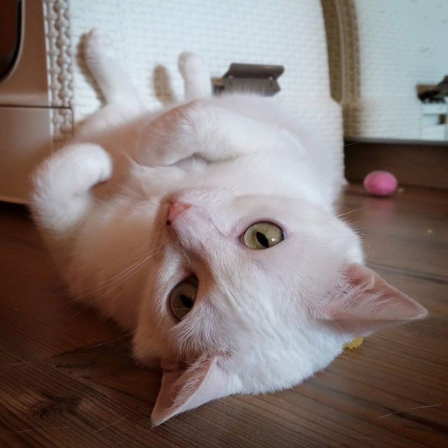 My Snow-White Cat Is My Favorite Model