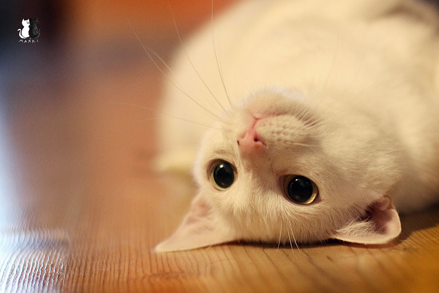My Snow-White Cat Is My Favorite Model