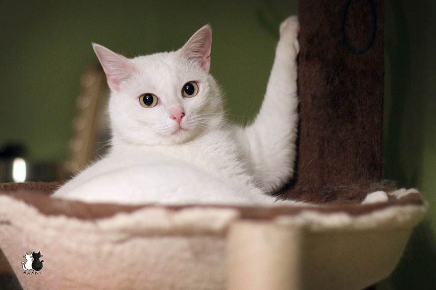My Snow-White Cat Is My Favorite Model My Snow-White Cat Is My Favorite Model