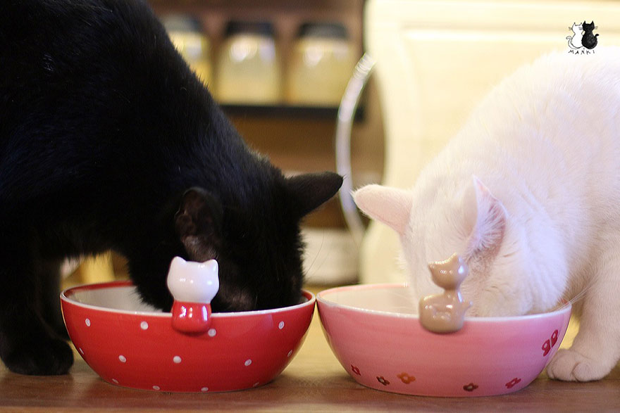 My Snow-White Cat Is My Favorite Model