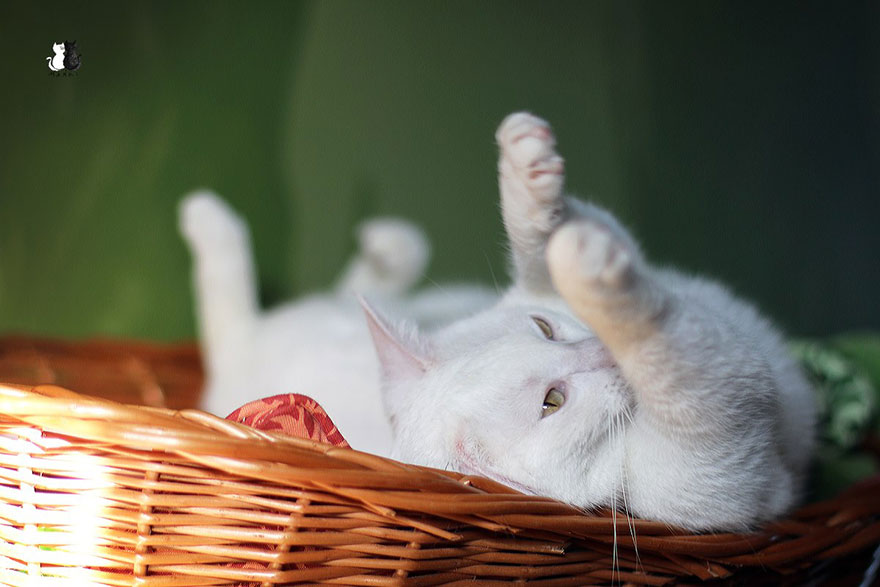 My Snow-White Cat Is My Favorite Model