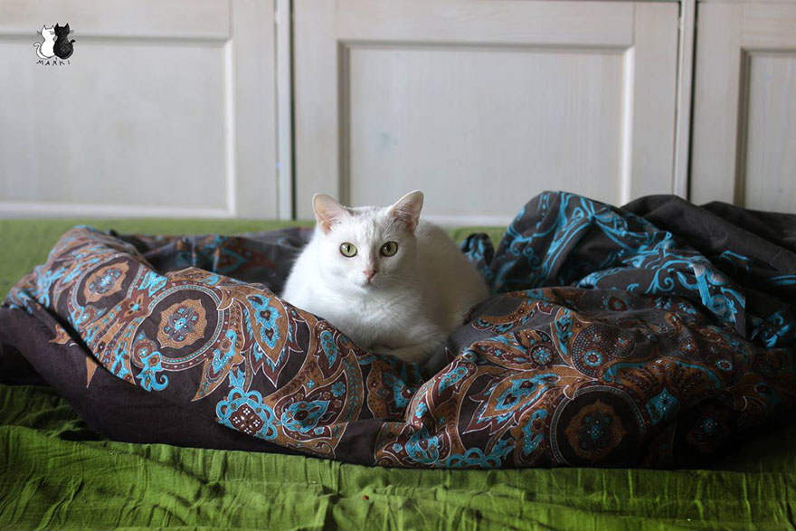 My Snow-White Cat Is My Favorite Model