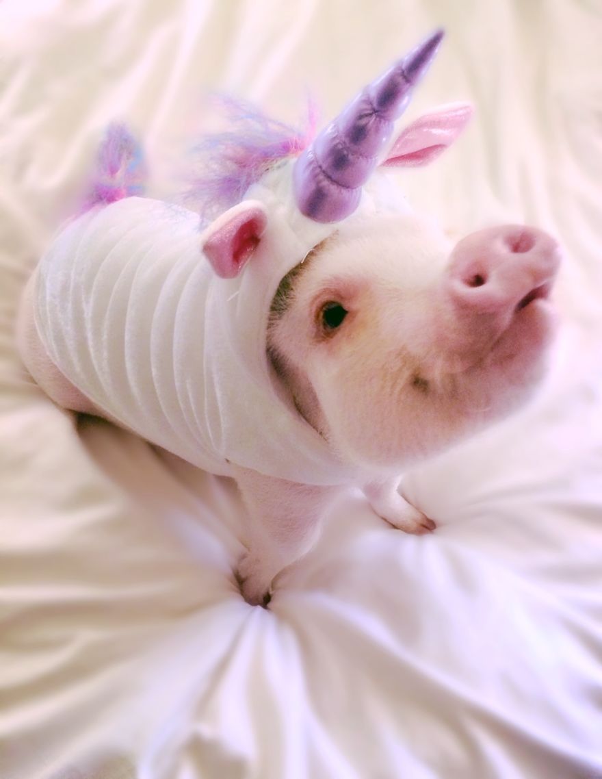 Meet Hamlet, The Piggy Who Saved My Life Meet Hamlet, The Piggy Who Saved My Life