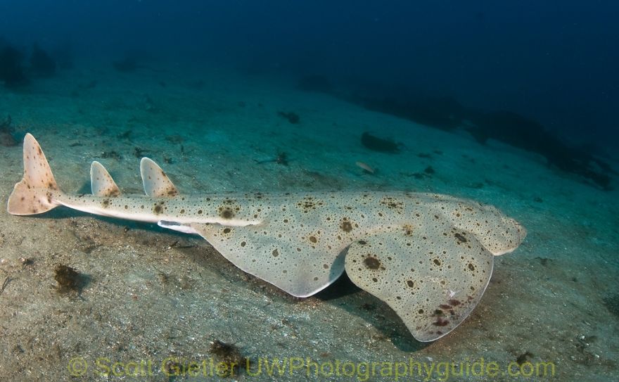 Top 10 Rarest Animals On Earth