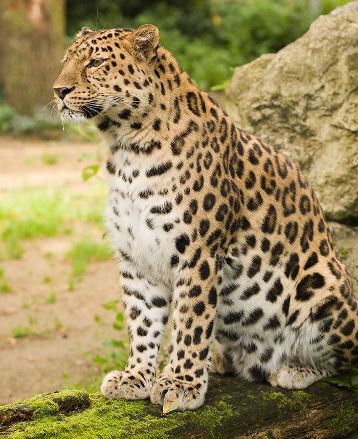 Top 10 Rarest Animals On Earth