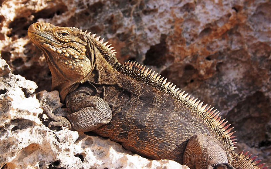 Top 10 Rarest Animals On Earth