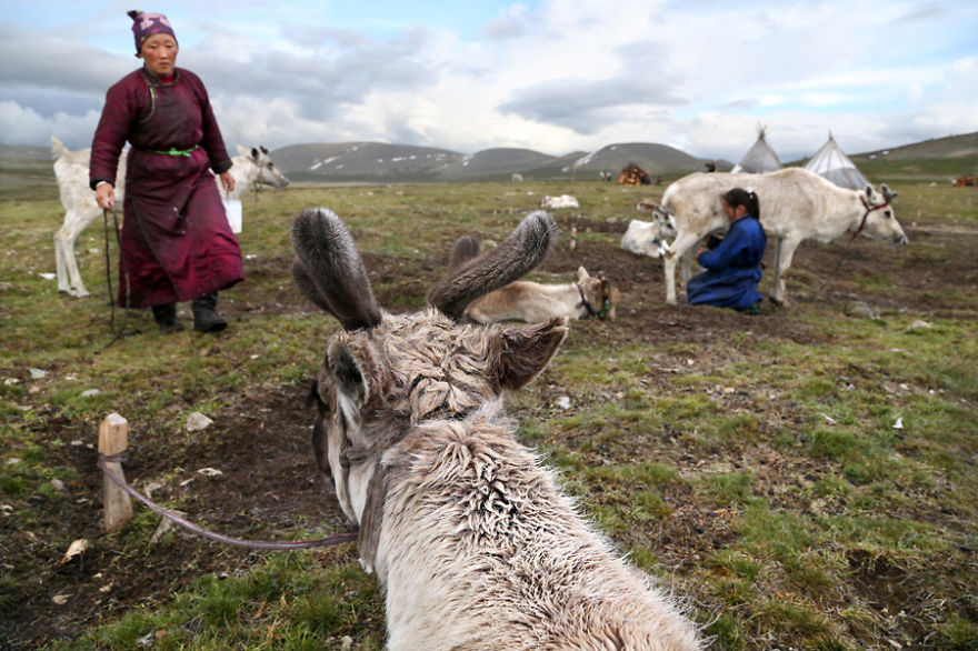Meet The Tsaatan Nomads In Mongolia Who Live Like No One Else
