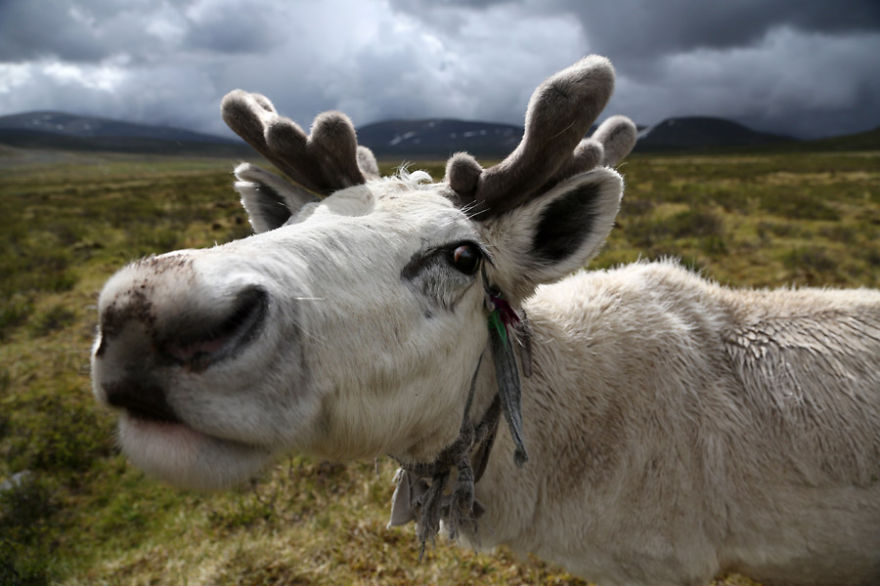 Meet The Tsaatan Nomads In Mongolia Who Live Like No One Else