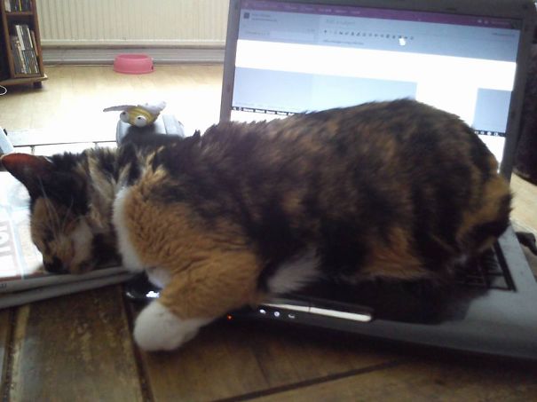 When Weiler My Puss Was Poorly Recently She Spent 3 Days In This Position !