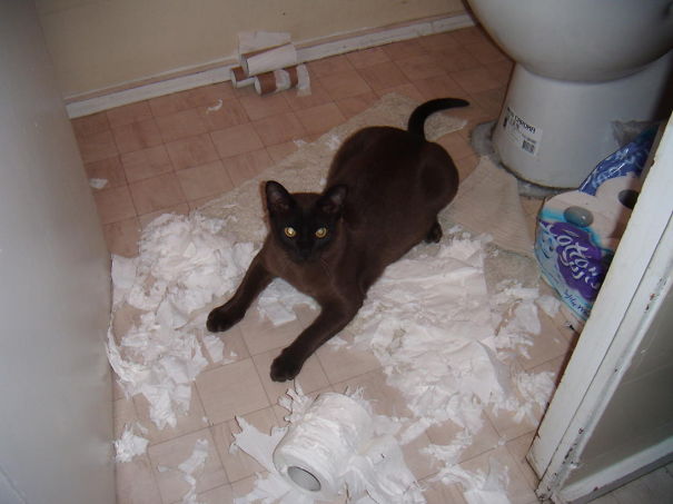 Oh, So Good You're Home! We're Out Of Toilet Paper...