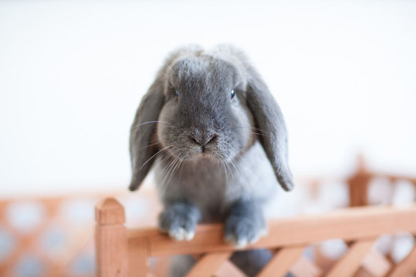 Adorable gray bunny peeking over a wooden fence, showcasing one of the cutest bunnies.