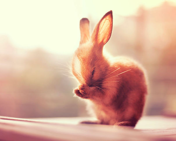 Cute bunny sitting in soft lighting, grooming itself with its paw.