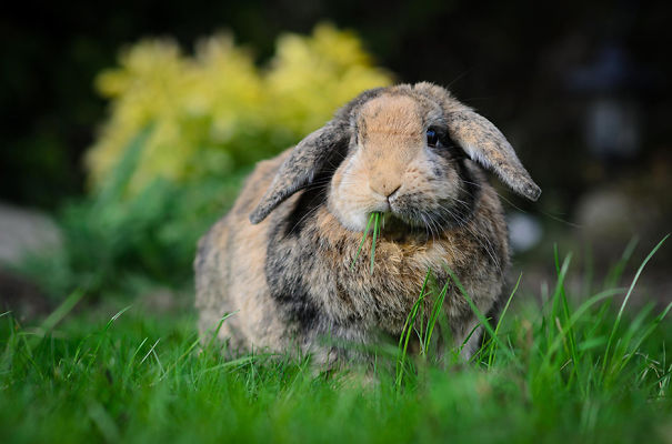 Cute bunny munching grass in a garden setting.