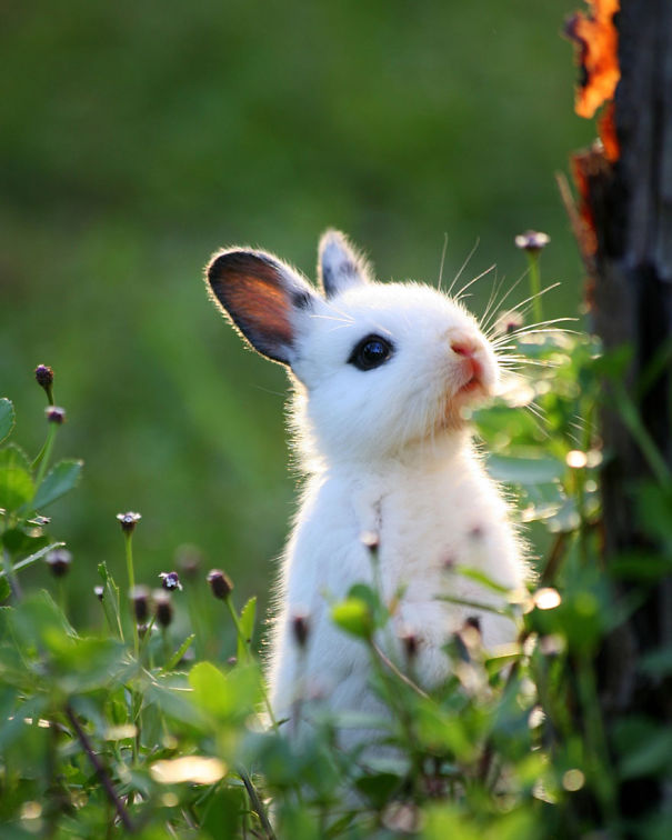 Cute bunny in a meadow, surrounded by greenery, looking up with curious eyes.