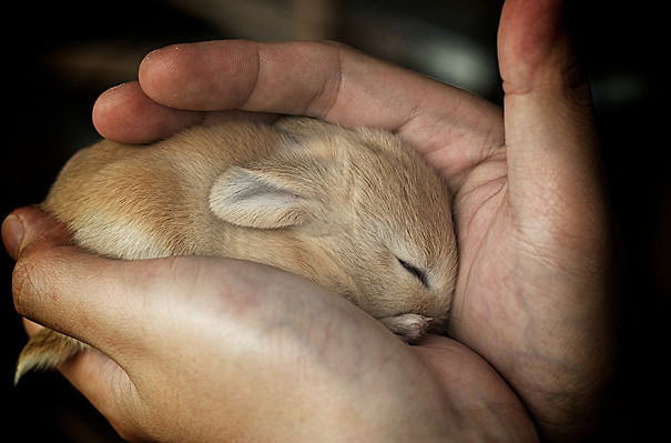 A tiny sleeping bunny cradled gently in human hands, highlighting its cuteness.