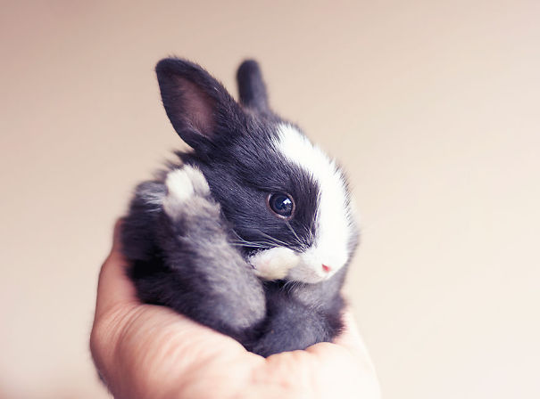 A tiny, adorable black and white bunny being gently held in a hand.