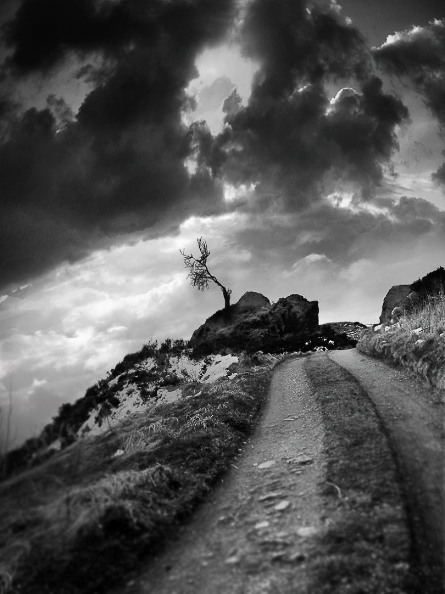 Trees! Don't Just Pass Them By Trees! Don't Just Pass Them By