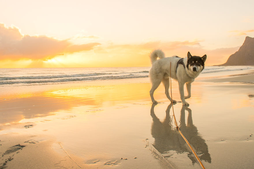 I Quit My Job To Go On Adventures With My Husky I Quit My Job To Go On Adventures With My Husky