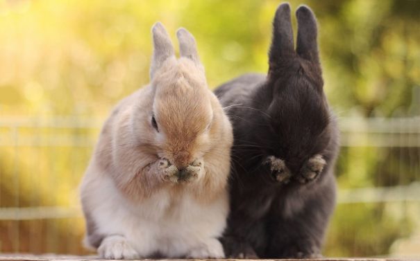 Two cute bunnies sitting side by side, covering their faces with their paws, in an outdoor setting.