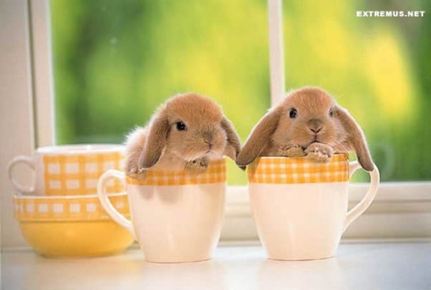 Two adorable bunnies nestled in yellow-patterned mugs on a sunny windowsill.