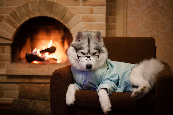 My Huskies Have Mastered The Art Of Dressing Up