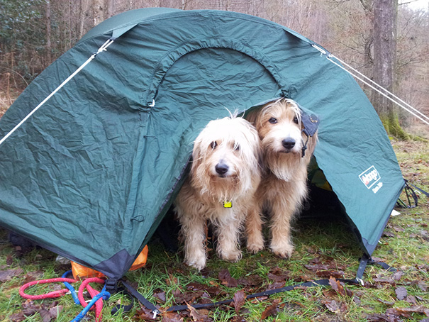 Camping With Dogs