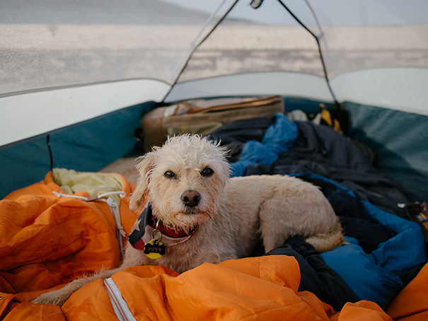 Camping With Dogs