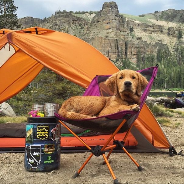 Camping With Dogs