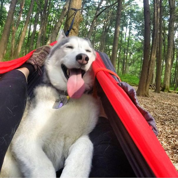 Camping With Dogs