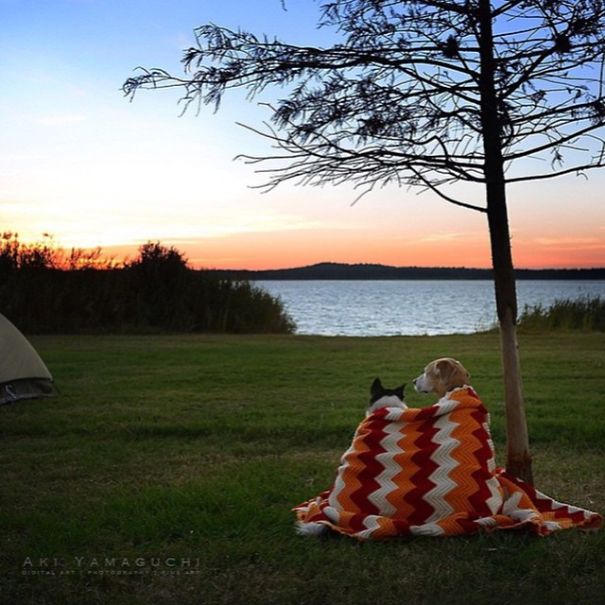 Camping With Dogs