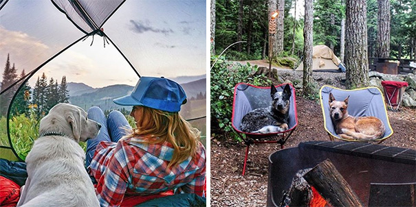 Camping With Dogs