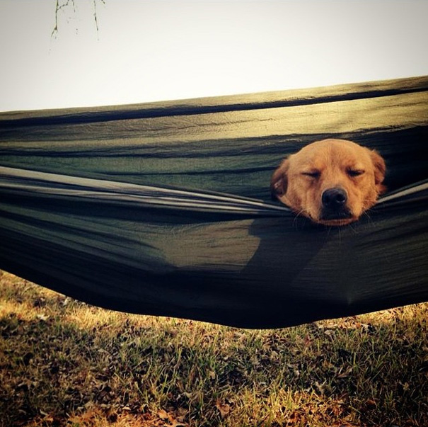 Camping With Dogs