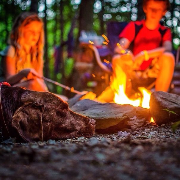 Camping With Dogs