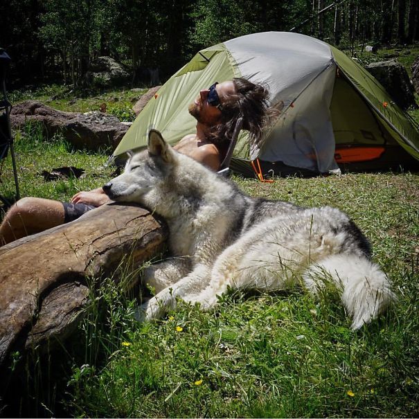 Camping With Dogs