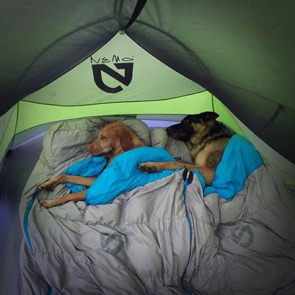 Camping With Dogs