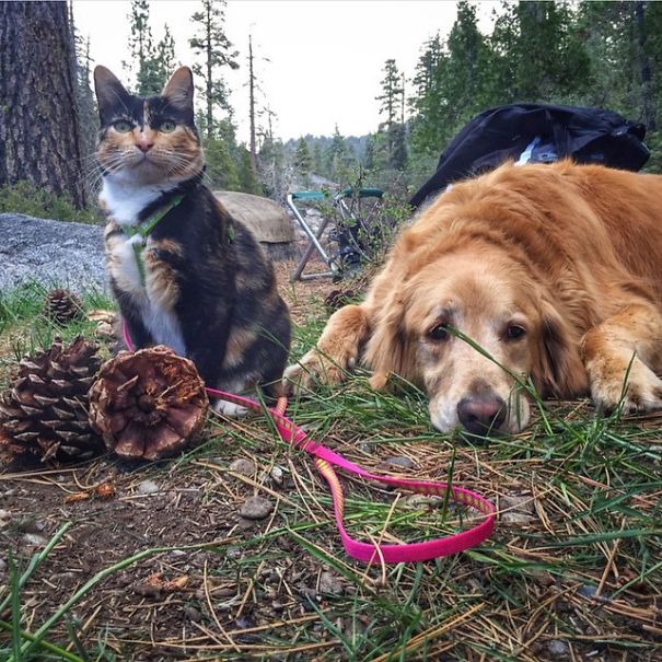 Camping With Dogs