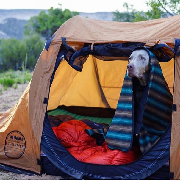 Camping With Dogs