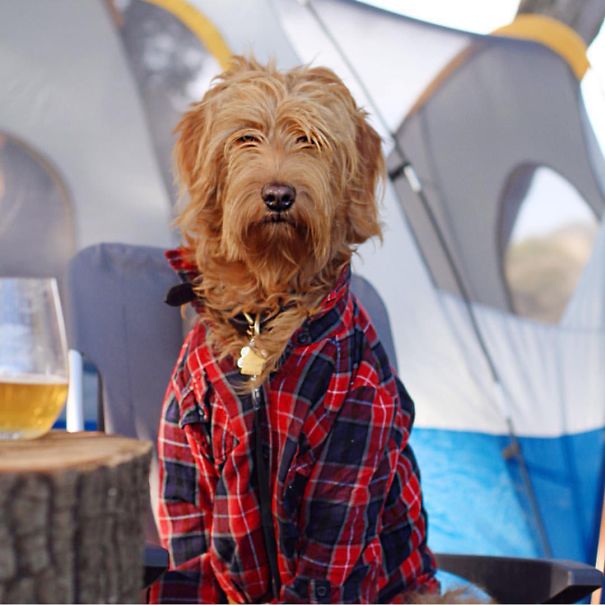Camping With Dogs