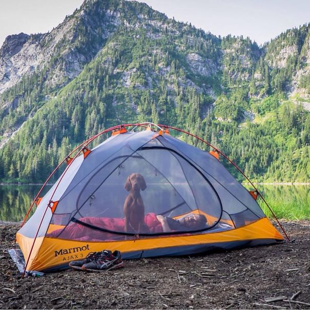 Camping With Dogs