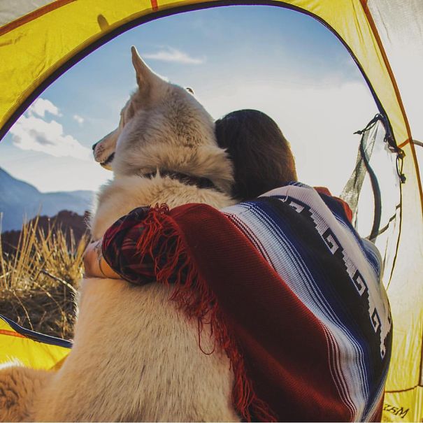 Camping With Dogs