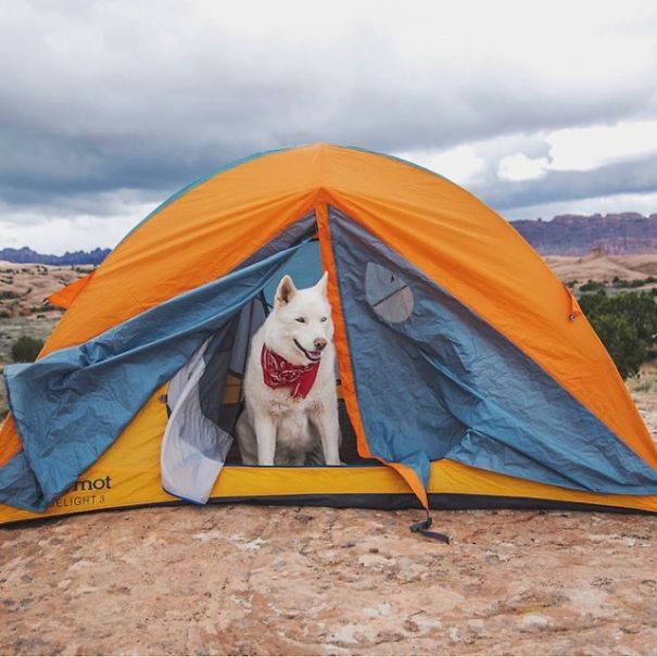 Camping With Dogs