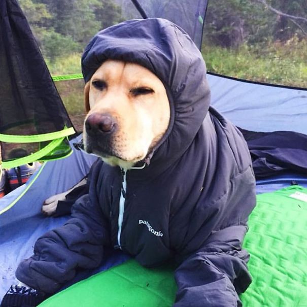 Camping With Dogs